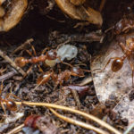 Mravenci stěhují mraveniště